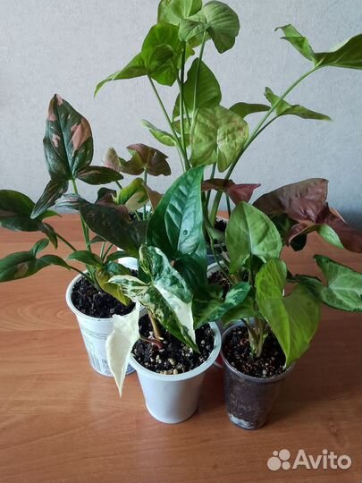 Комнатные цветы Сингониум Калатея