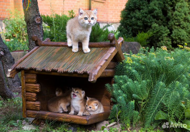 Корзинка золотых шиншилят