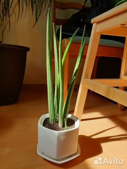 Комнатные растения. Цены в описании