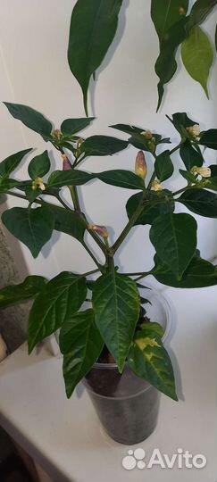 Комнатный декоративный перец