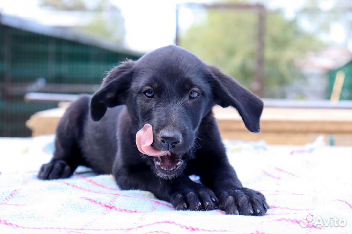 Бентли в дар