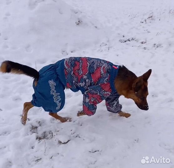 Дождевик для крупной собаки
