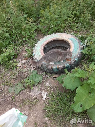 Молодой кот в добрые руки