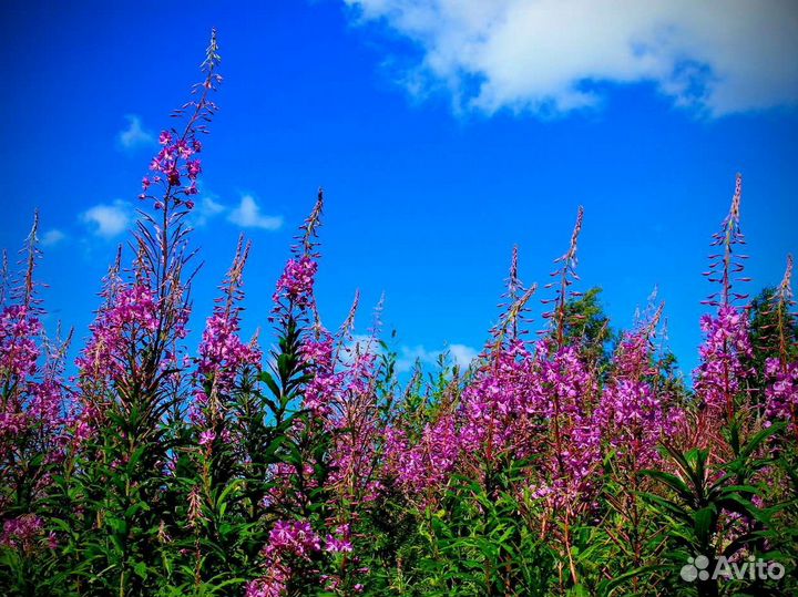 Иван-чай 1 килограмм по рецепту, свой