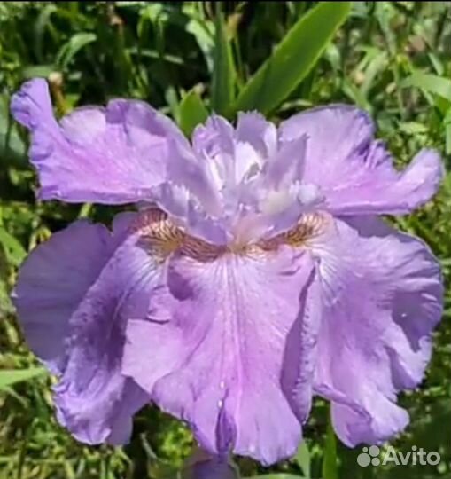 Ирисы бородатые сортовые