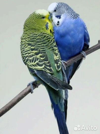 Волнистые попугайчики