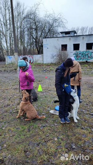 Кинолог. Дрессировка собак