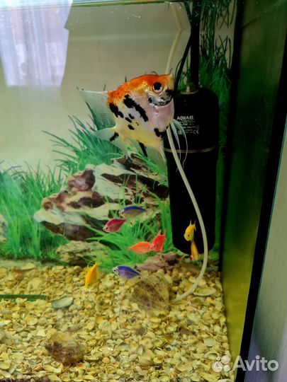 Аквариум 150 л с тумбой, рыбки, аксессуары