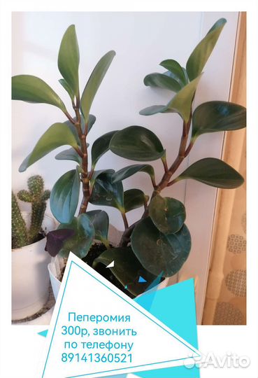 Пеперомия