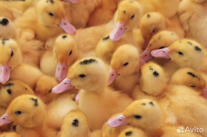 Муларды и утята