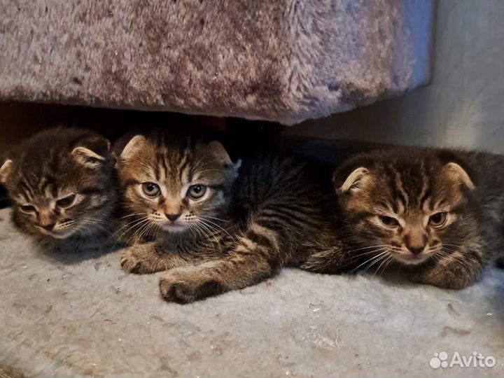 Отдам в заботливые руки