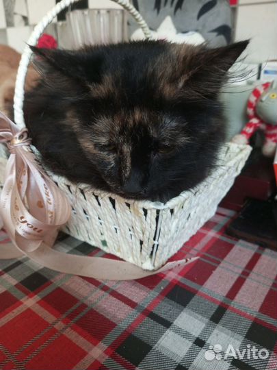 Кошка в дар бесплатно