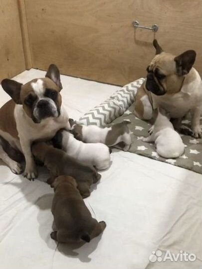 Французский бульдог