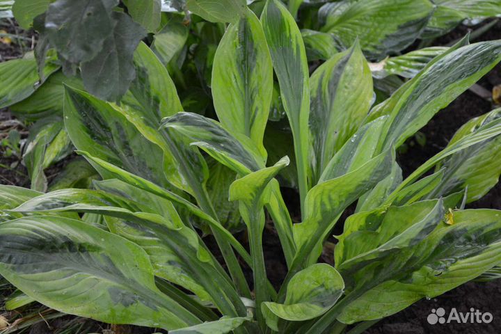 Хоcта foxfire palm sunday