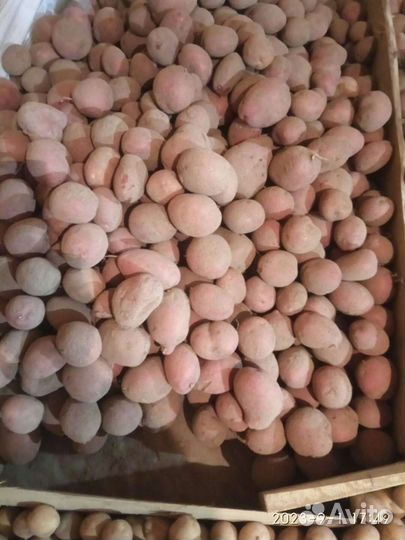 Семенной картофель