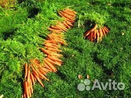 Продам морковь оптом от 20 тонн