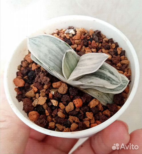 Суккуленты. Гастерии коллекционные