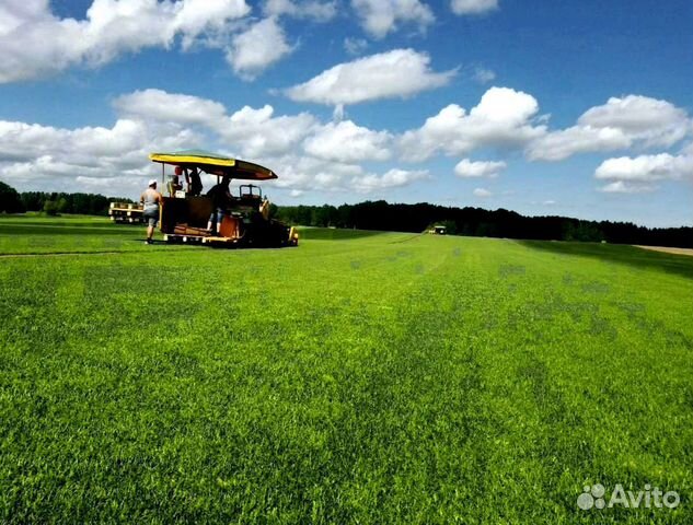 Рулонный газон