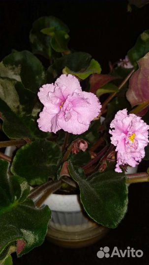 Фиалка (сенполия) разных сортов