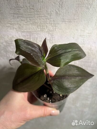 Традесканции 20 сортов