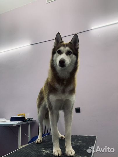 Груминг животных