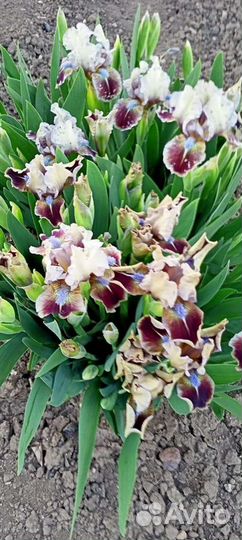 Ирисы Бордюрные