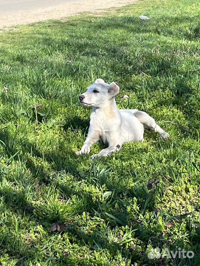 Собака, Алабай поместь дворняжки