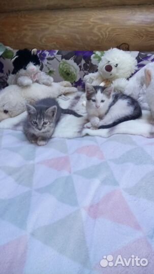 Кошка в дар