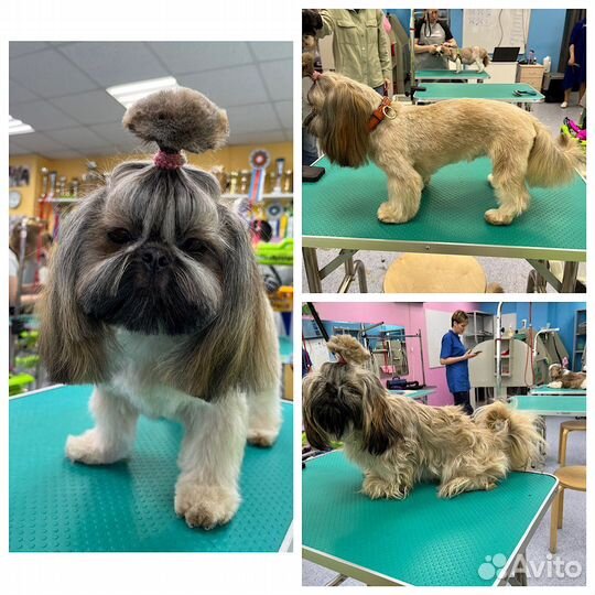 Груминг стрижка собак