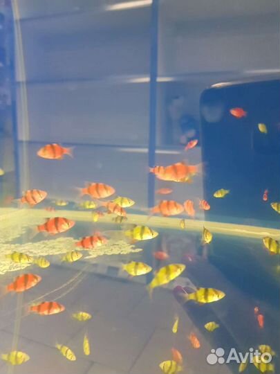 Аквариумные рыбки