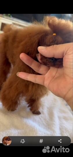 Тикап тедди пудель китай