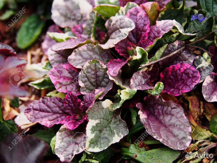 Живучка ползучая