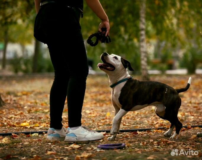 Услуги кинолога