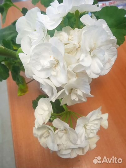 Герань (пеларгония) белая