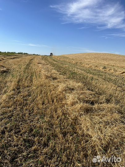 Солома ячменя