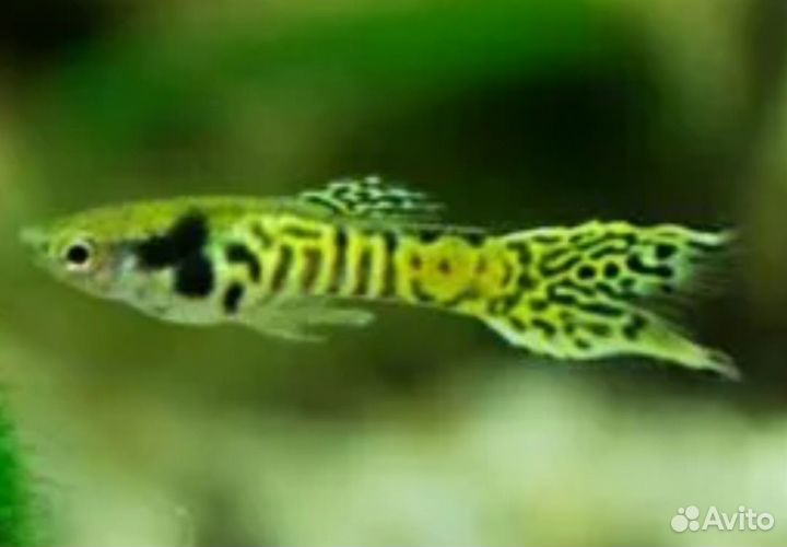 Пецилии, гуппи