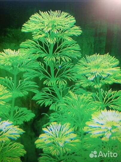 Растения для аквариума