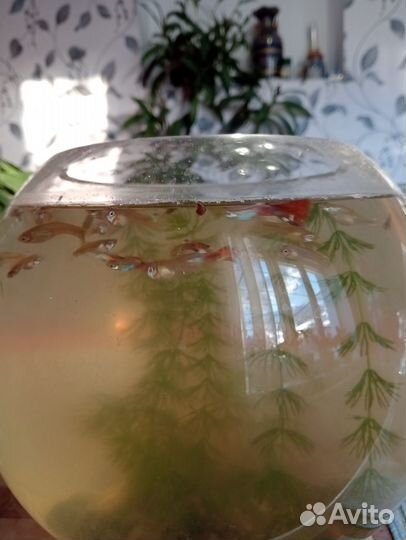 Рыбки гуппи