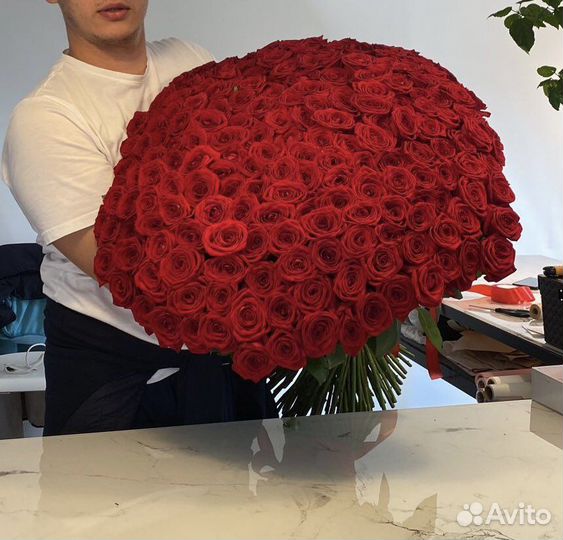 101 роза. 151 роза. Красная роза. Высокие розы