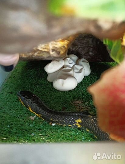 Амурский полоз Чёрная змея