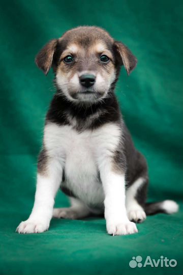 Хорошенькая девчоночка 1.5 месяца бесплатно