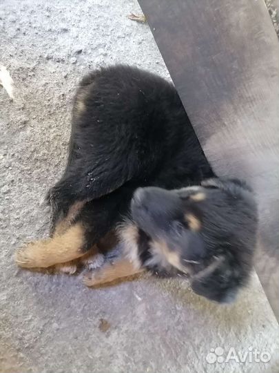 Собаки бесплатно в добрые руки щенки