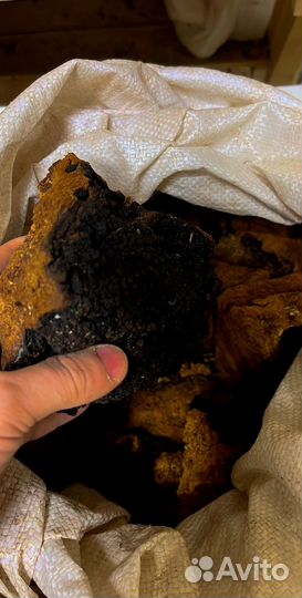 Чага кусковая и молотая