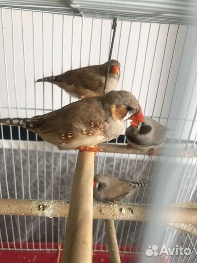 Птенцы зебровой и японской амадины