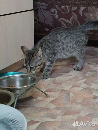 Котенок бесплатно