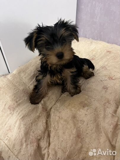 Йоркширский терьер