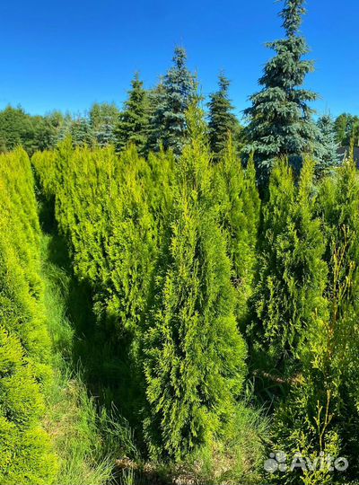 Туя Смарагд (100-120 см) отгрузка на осень и весну