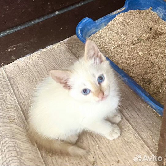 Кошка в дар