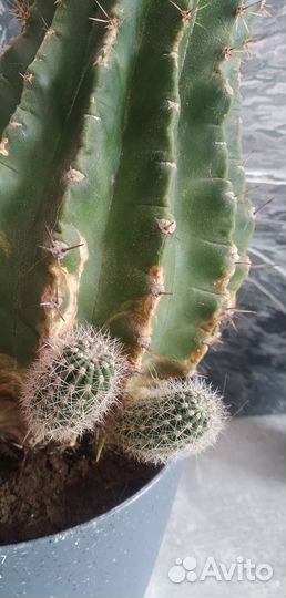 Отдам кактус
