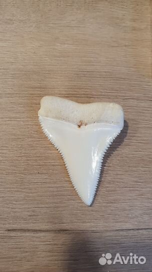 Большой зуб акулы